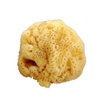 Riffi Caribbean natural sponge approx 15-16cm - R364